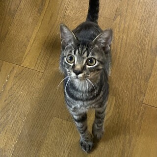イケメンのキジ猫君