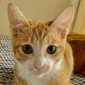 猫も人も大好き❤️な女の仔のキナ｡