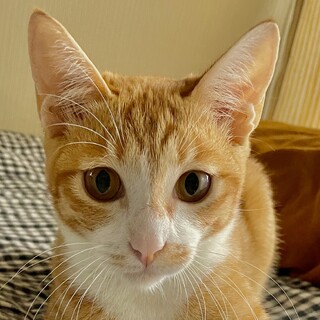 猫も人も大好き❤️な女の仔のキナ｡