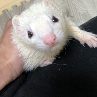 甘えんぼの白フェレットメスです！