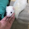 甘えんぼの白フェレットメスです！ サムネイル2