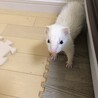 甘えんぼの白フェレットメスです！ サムネイル3