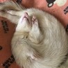 甘えんぼの白フェレットメスです！ サムネイル4