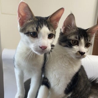 【10/10芝浦】ゴージャス長毛&イケメン甘えん坊