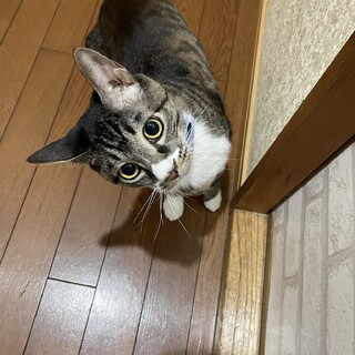 難病FIPを乗り越えた奇跡の子テリー　白血病陽性