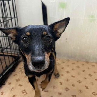 人懐こく穏やかな男の子、ミルトくん♪