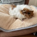 モルモットの里親さん募集