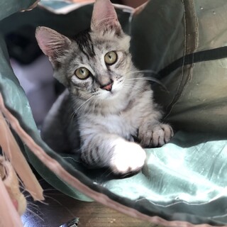 可愛い盛り♪　ハイジちゃん