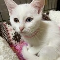 オッドアイの仲良し姉妹　おとちゃん