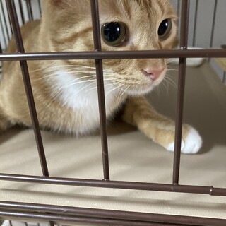 富士丸★１歳４か月★岐阜～