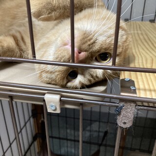 伊吹丸★オス１歳４か月★岐阜～