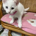 オッドアイの姉妹猫　あいちゃん