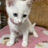 オッドアイの姉妹猫　あいちゃん サムネイル2