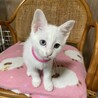 オッドアイの姉妹猫　あいちゃん サムネイル3