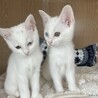 オッドアイの姉妹猫　あいちゃん サムネイル4