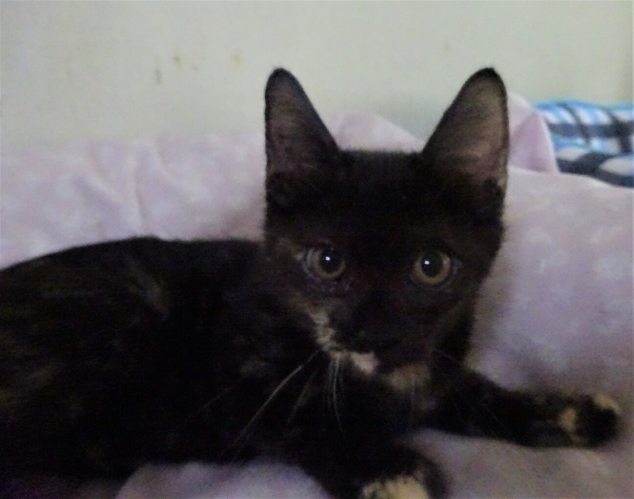 性格の良いさび猫 亜美ち 千葉県 猫の里親募集 ペットのおうち 月間利用者150万人