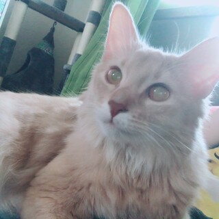 【急募】ソマリ黒猫2匹のご家族様を探しています