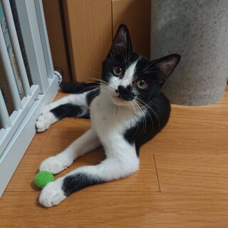 穏やかでおとなしい黒白の男の子♂