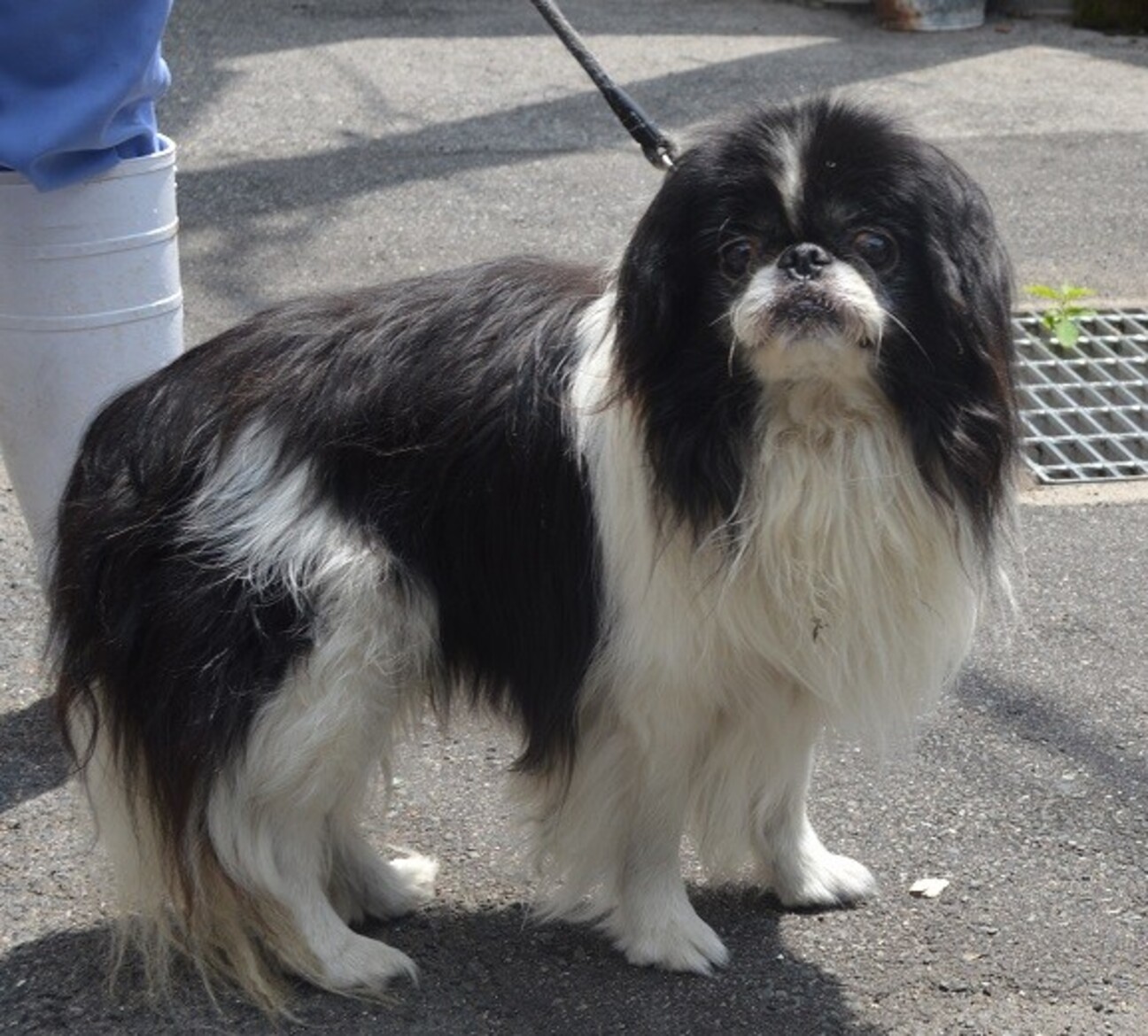 狆の響くん」広島県 - 犬の里親募集(430928) :: ペットのおうち【里親