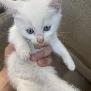 宮城県北部より猫の里親を募集
