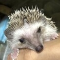 かわいいハリネズミの子供の里親募集