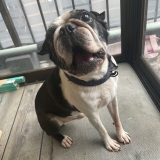 頭が良く遊び好きな男の子です！ファンク君