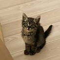 生後4ヶ月の猫の里親募集中！！