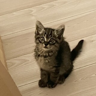 生後4ヶ月の猫の里親募集中！！