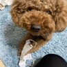 いたずら中です。