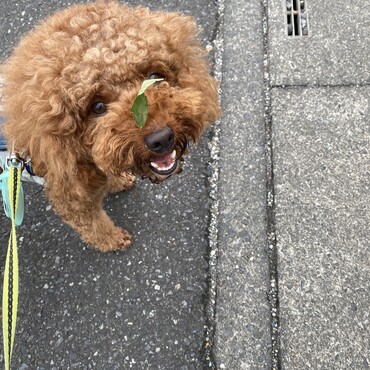 お土産輸送中