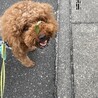お土産輸送中