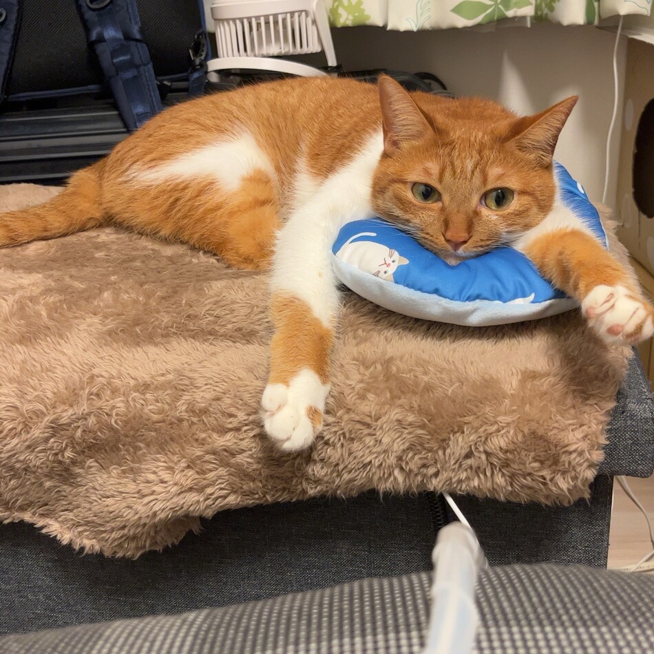 チャオズのカバー写真