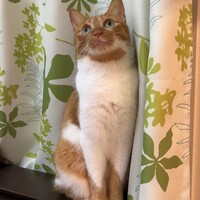 チャオズ