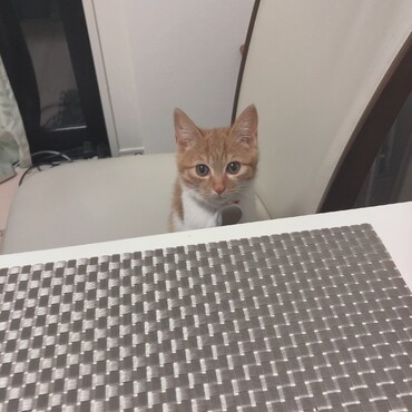 の写真