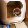 の写真