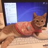 の写真