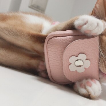 の写真