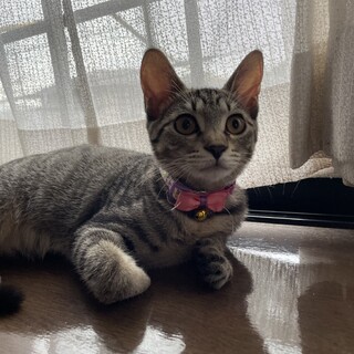 里親決定しました