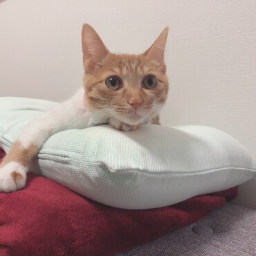 の写真