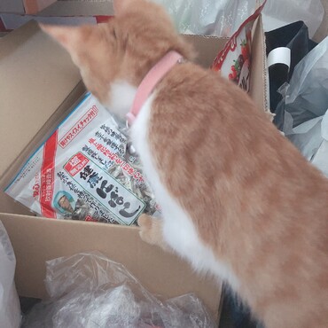 の写真
