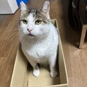 甘えん坊になった心優しいボス猫、寅！