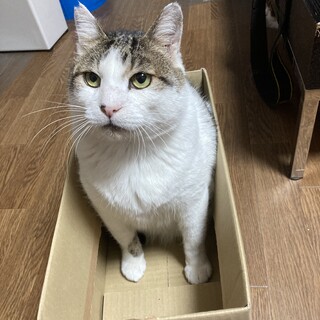 甘えん坊になった心優しいボス猫、寅！