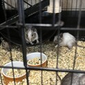 デグー 生後3ヶ月
