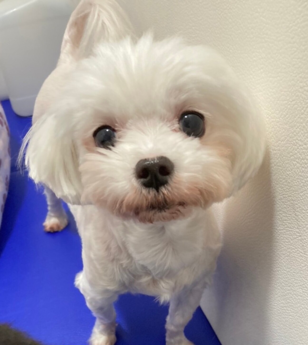 好き好きアピールが可愛い 愛知県 犬の里親募集 ペットのおうち 月間利用者150万人