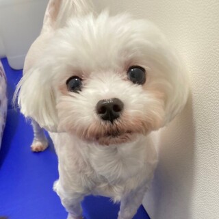 マルチーズ桃花（もか）