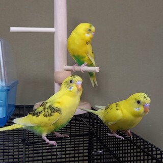 中雛セキセイインコ