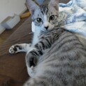 耳が大きな猫(仮)銀次くん♂