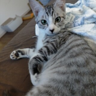 耳が大きな猫(仮)銀次くん♂