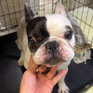 ♥オセロちゃん♥マイペースなフレブルの女の子