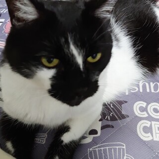 大人しく人が大好きな女の仔の里親さま募集中！